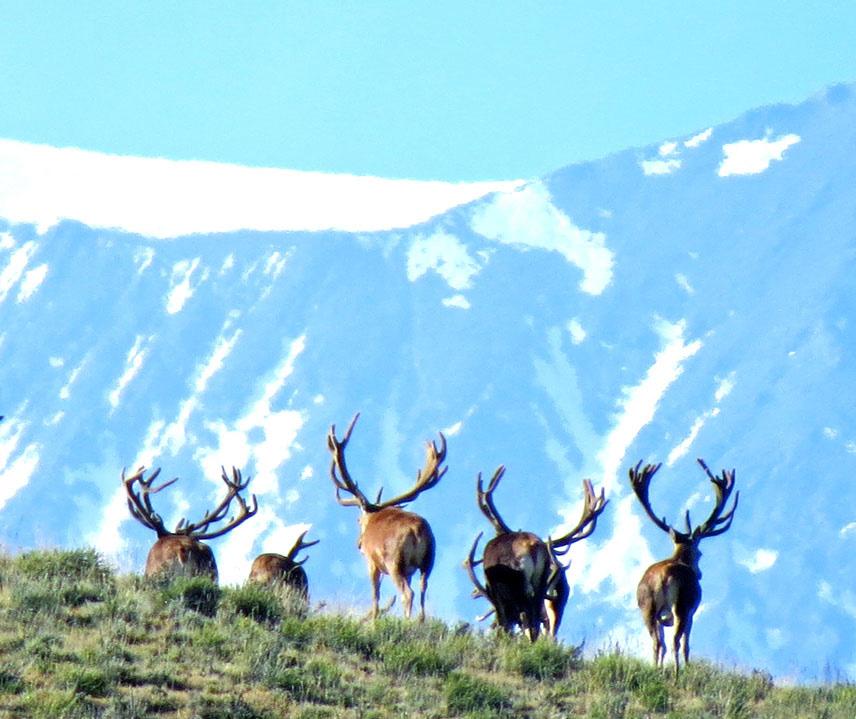Tupungato, one of the highest volcanoes in the world The fertile valleys of the Mendoza Andean foothills provide great habitat for deer that have developed impressive racks Some