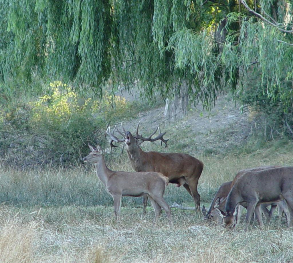 RED STAG JUNÍN Located on a 100,000-acre family owned estancia in the high desert foothills of the Andes
