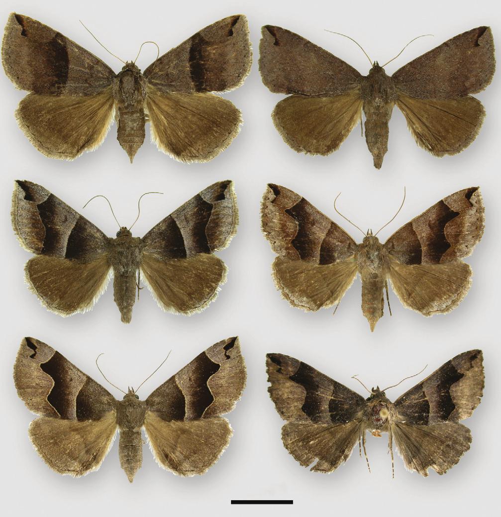 A new genus and species for Dysgonia (Lepidoptera, Erebidae, Erebinae) from Southeastern... 87 1 2 3 4 5 10 mm 6 Figures 1 6. Adults of Neadysgonia. 1 Neadysgonia similis (Gn.