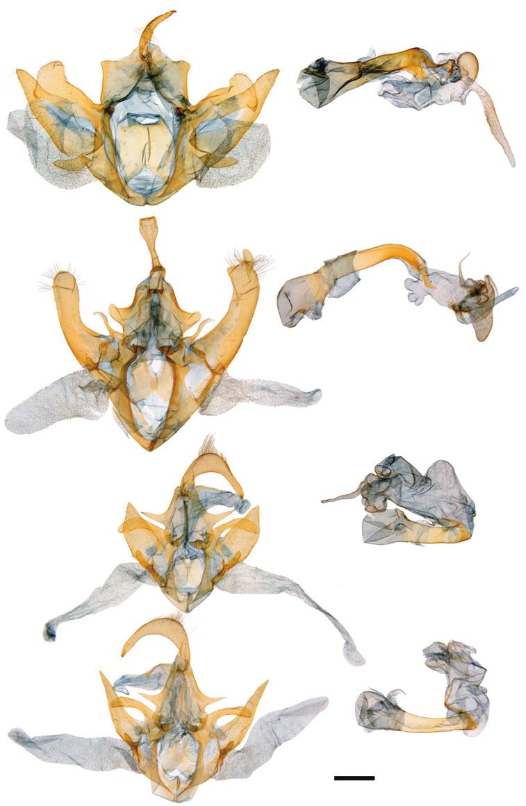 90 J. Bolling Sullivan / ZooKeys 39: 85 97 (2010) 7b 7a 8b 8a 9b 9a 10a 1 mm 10b Figures 7 10. Male genitalia of Neadysgonia. a valvea b aedeagus. 7a,b Neadysgonia similis (Gn.). Carteret Co.