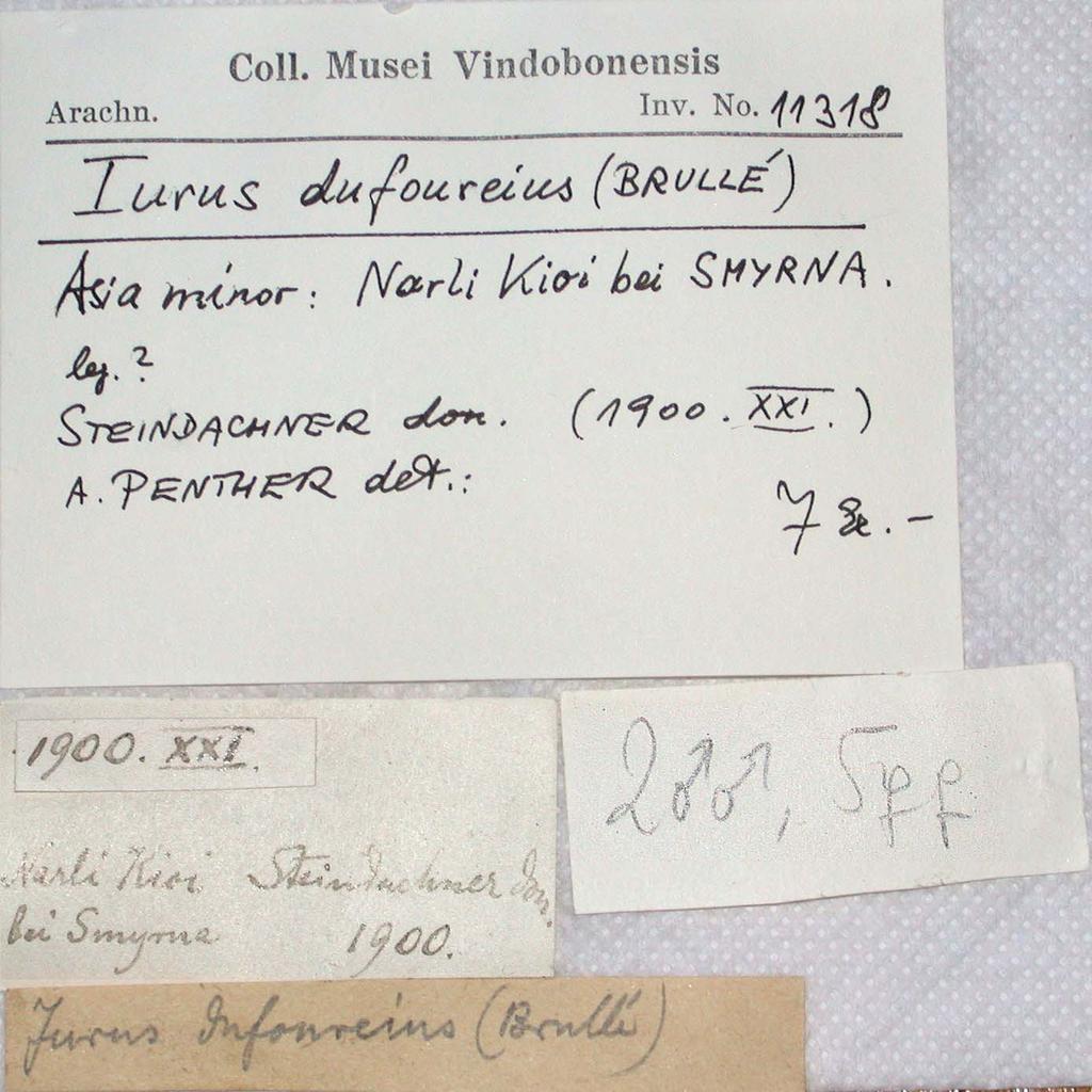 144 Figure 217: Set of labels for seven specimens of Iurus kinzelbachi, sp. nov., from Narli Kioi (= Naldöken), İzmir, Turkey. Collected in 1900. gated, at least 1.