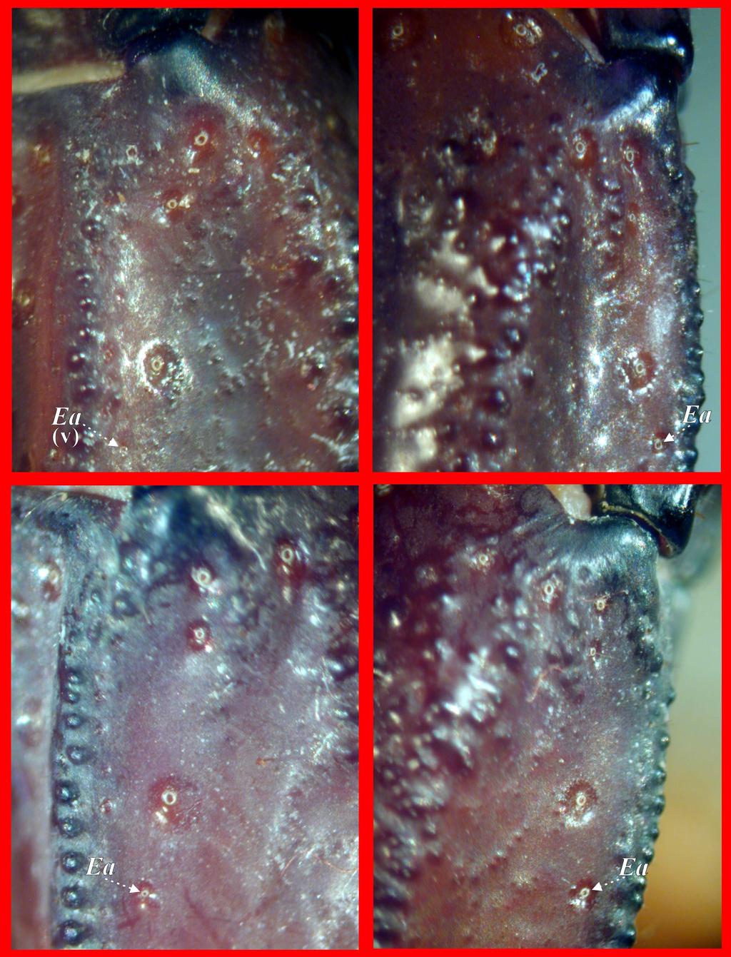 Kovařík, Fet, Soleglad & Yağmur: Iurus Revision 147 Figure 219: Neobothriotaxy on chela in Iurus kinzelbachi, sp. nov., Naldöken, İzmir, Turkey, type 8. TopLeft.