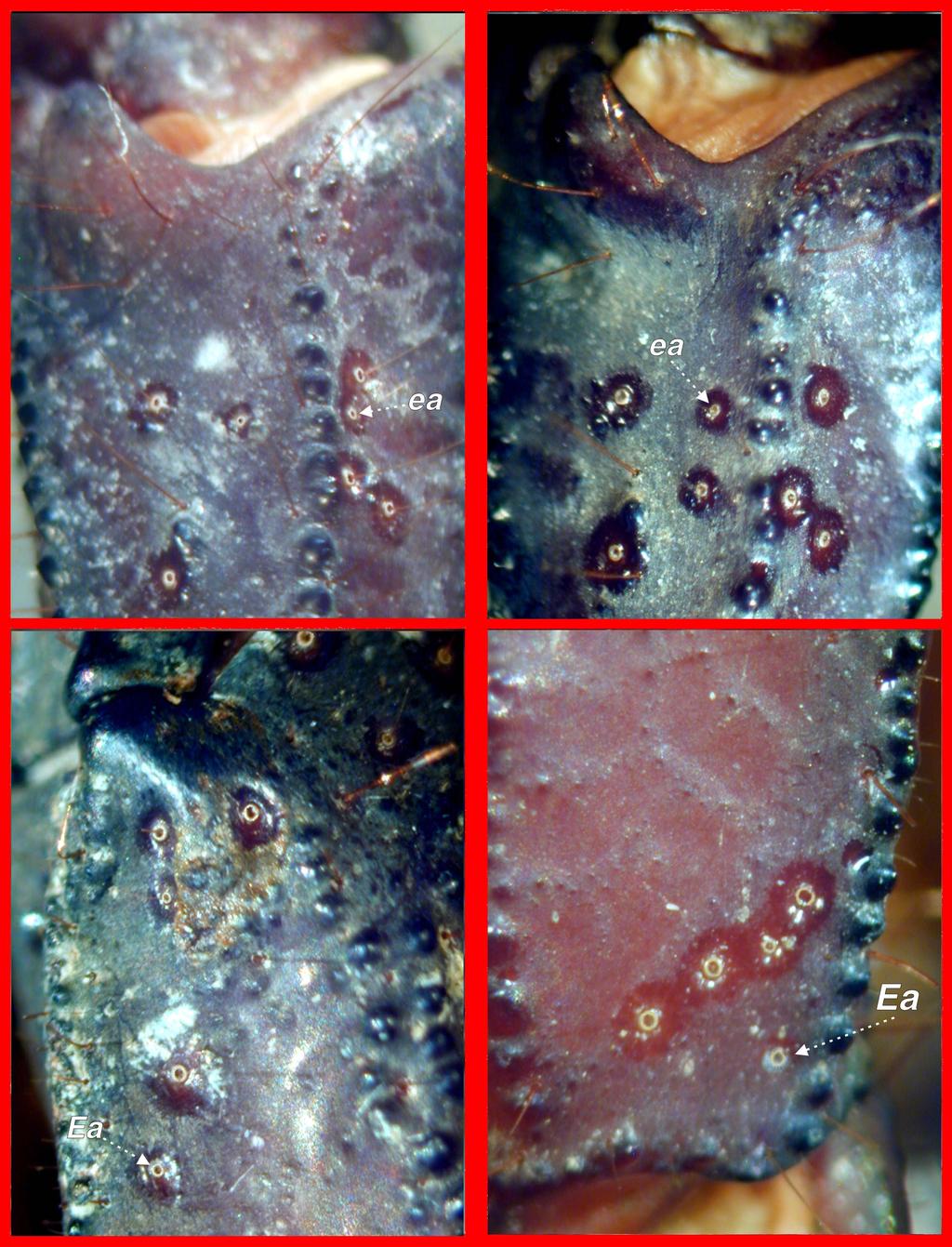 150 Figure 222: Neobothriotaxy on patella and chela in Iurus kinzelbachi, sp. nov., Dilek Peninsula, Aydın, Turkey, types 8, 9, 10, 11. TopLeft. Adult female, right patella, type 11. TopRight.