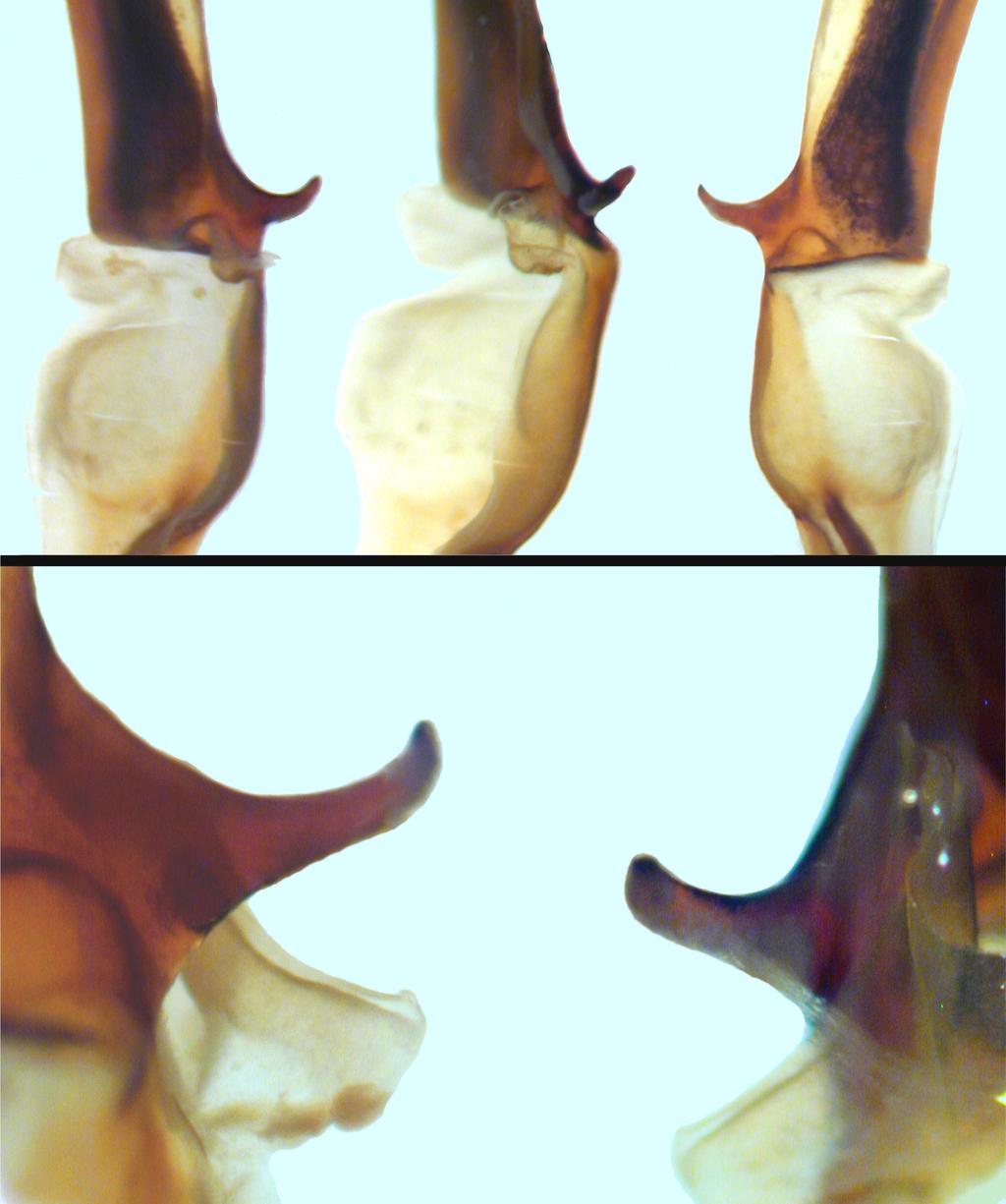 Kovařík, Fet, Soleglad & Yağmur: Iurus Revision 141 Figure 215: Closeup of median area of hemispermatophore, Iurus kinzelbachi, sp. nov., paratype, Dilek Peninsula National Park, Aydın, Turkey. Top.