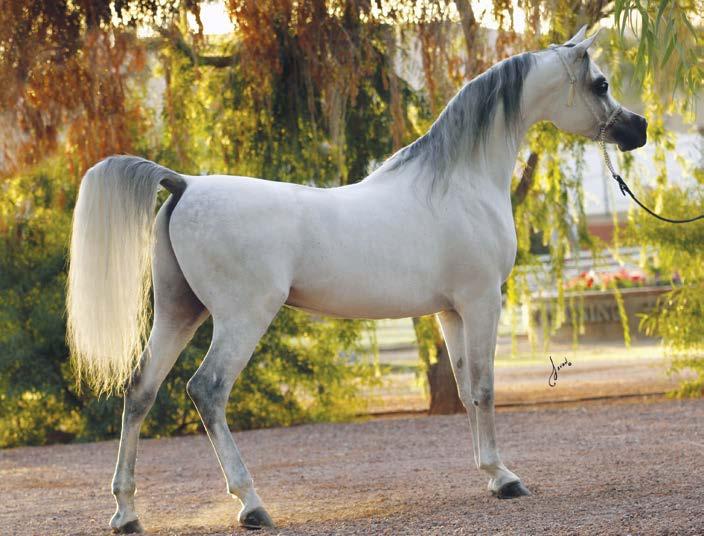 produced a collection of accomplished show horses at prestigious shows around the world.