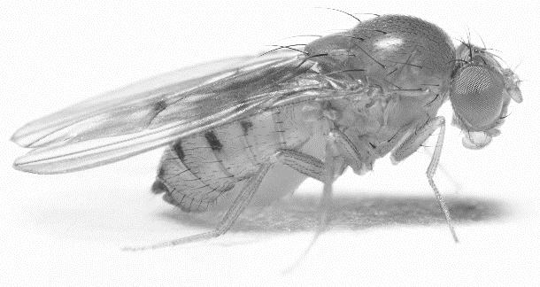 Genetic Experiments with Drosophila Modified from CBSC: Carolina Drosophila Manual Basic genetic mechanisms arose early enough in primitive organisms (or were so superior to alternatives) that most