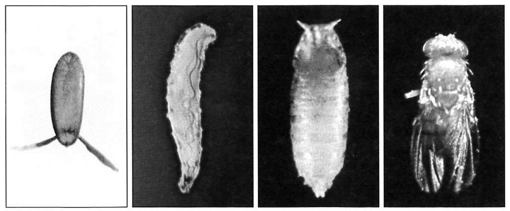 The Drosophila Life Cycle Drosophila melanogaster is a typical insect. It goes through four stages in its life cycle: egg, larva, pupa, and adult.