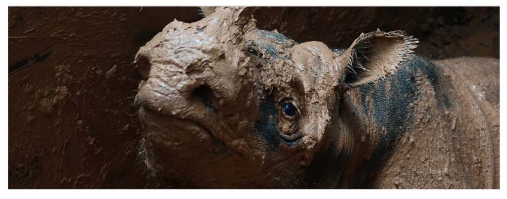 First wild Sumatran rhino in Borneo captured for breeding campaign A female Sumatran rhinoceros has been captured in Indonesian Borneo and moved to a local sanctuary as part of an initiative to