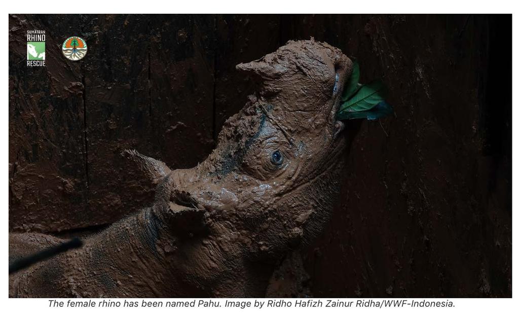 Besides adding to the population of captive rhinos for breeding, Pahu s arrival also gives a much-needed boost to the gene pool of a species so diminished that inbreeding is a real risk.