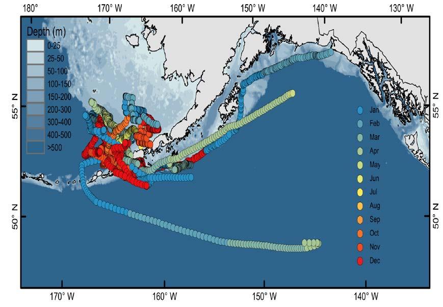 Movement, Behavior, and Predation of Chinook Salmon in the Bering Sea Pollock Conservation Cooperative Research Center (2017-2018) A. Seitz and M.
