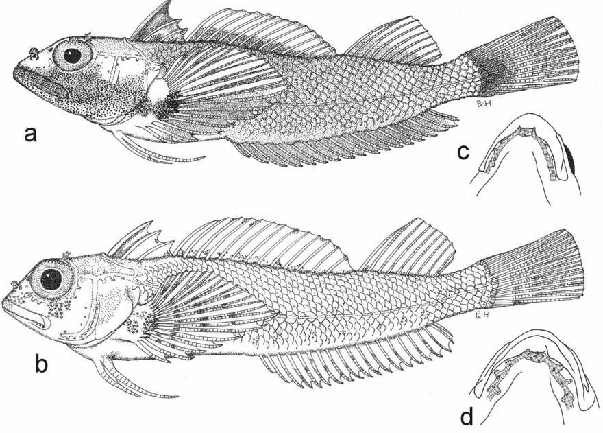 60 WOUTER HOLLEMAN Fig. 4. Helcogramma ellioti. a, SAIAB 30431, male, 29.3 mm SL, Hikkaduwa, Sri Lanka; b, female, 28.0 mm SL; c & d, mandibular pores.