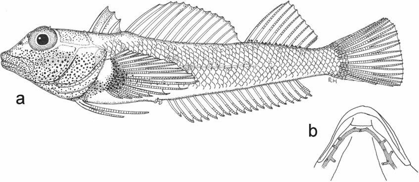 Review of Western Indian Ocean Helcogramma spp. 61 males). H. shinglensis has fewer tubed lateral line scales 21 24, vs 34 35 for H. ellioti and a lower first dorsal fin. H. ellioti is quite different in colour to H.