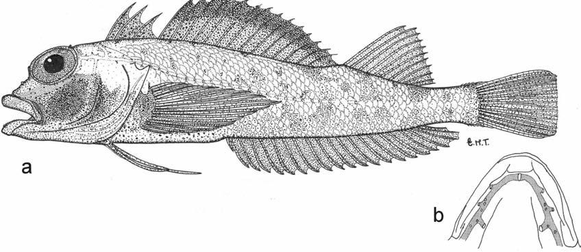 64 WOUTER HOLLEMAN Fig. 6. Helcogramma fuscopinna. a, holotype, SAIAB 954, male, 37.6 mm SL, Sodwana Bay, South Africa; b, mandibular pores.