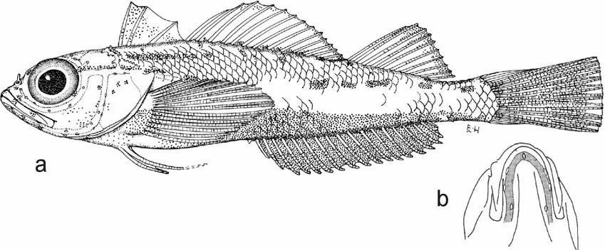 66 WOUTER HOLLEMAN Fig. 8. Helcogramma maldivensis. a, paratype, SAIAB 36705, male, 20.3 mm SL, North Male atoll, Maldive Islands; b, mandibular pores.