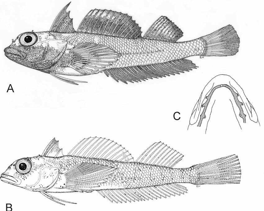 Review of Western Indian Ocean Helcogramma spp. 67 a c b Fig. 9. Helcogramma microstigma. a, holotype, SAIAB 73754, male, 29.0 mm SL; b, paratype, SAIAB 73753, female, 27.