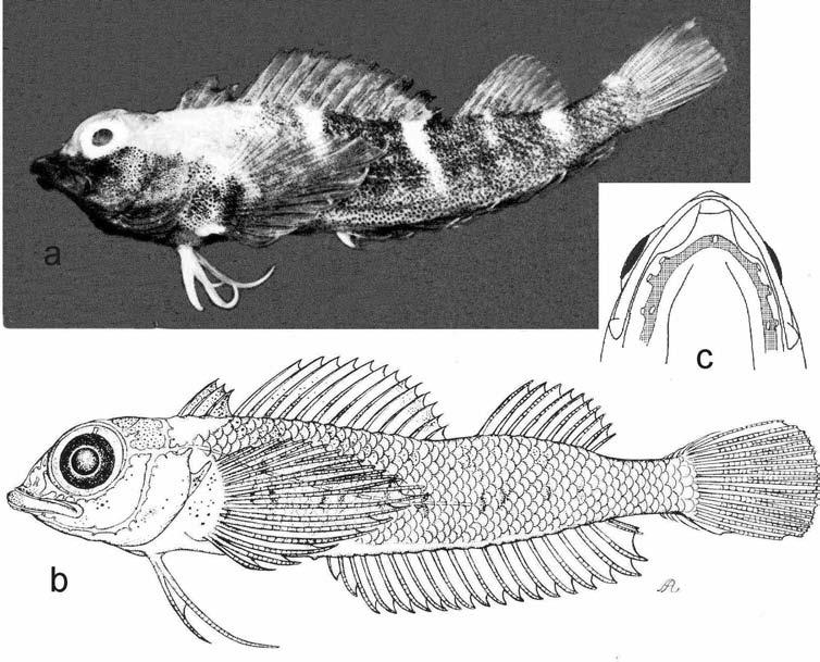 68 WOUTER HOLLEMAN Fig. 10. Helcogramma obtusirostre. a, male, 37.9 mm SL; b, HUJ 64/36b, female, 21.9 mm SL, Elat, Red Sea (a & b from Clark, 1979); c, mandibular pores.