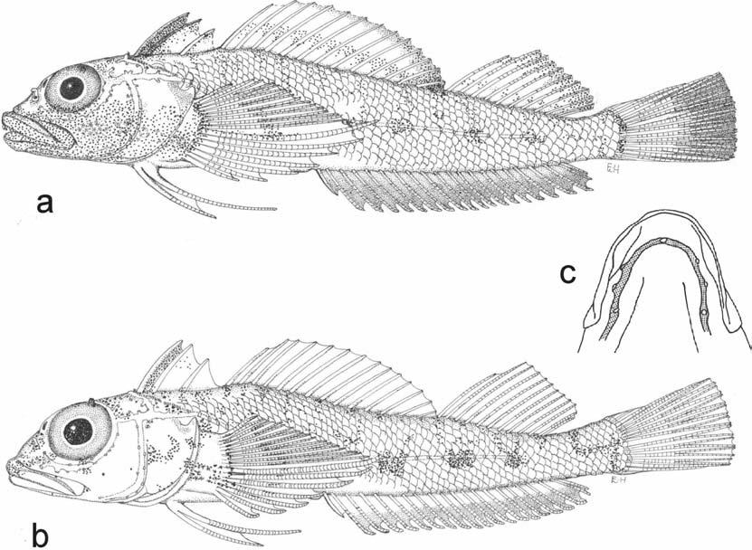 72 WOUTER HOLLEMAN Fig. 12. Helcogramma rosea. a, holotype, ROM 76679, male, 34.4 mm SL; b, paratype, ROM 76680, female, 27.6 mm SL, both from Phuket, Thailand; c, mandibular pores.