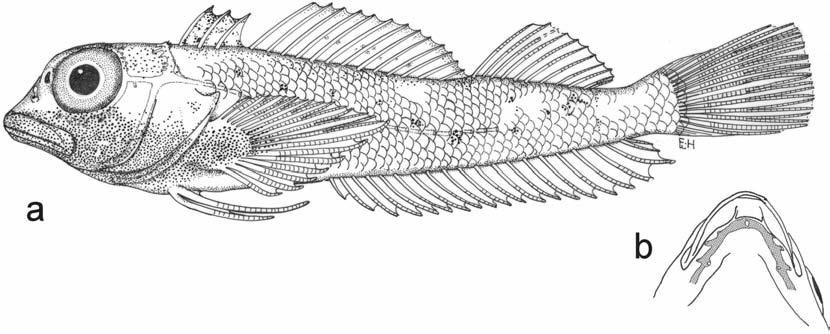 Review of Western Indian Ocean Helcogramma spp. 73 open anteriorly, on opercle. First dorsal fin as in males; second and third with small melanophores on elements, continuous with short bars on body.