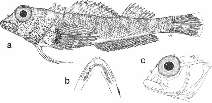 Review of Western Indian Ocean Helcogramma spp. 57 Fig. 2. Helcogramma alkamr. a, holotype, ROM 73734, male, 27.