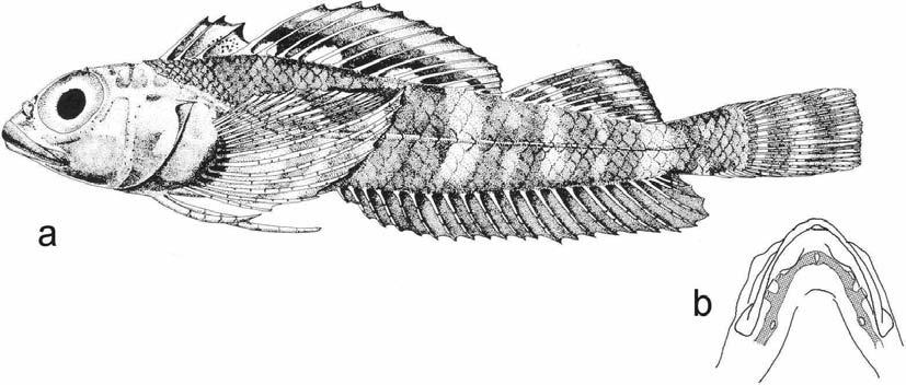 Review of Western Indian Ocean Helcogramma spp. 59 Fig. 3. Helcogramma billi. a, paratype, USNM 222368, male, 31.0 mm SL, Trincomalee, Sri Lanka (from Hansen 1986); b, mandibular pores.