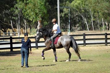 Andalusian Horses Out and About Working Equitation Twilight Mini Clinic 5th Feb at Villa Do Sol Lusitano Stud & Dressage Stables, Darling Downs.