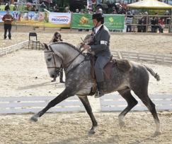 WORKING EQUITATION A fun way to train seriously WHAT IS WORKING EQUITATION? Working Equitation (WE) is the fastest growing equestrian sport in the world.