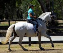 The four phases of Working Equitation are: Dressage Test The test is a simple test ridden in a 40x0m arena, and at advanced and international levels, is done with one hand on the reins only.