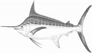 open water STRIPES Striped fish can swim in schools