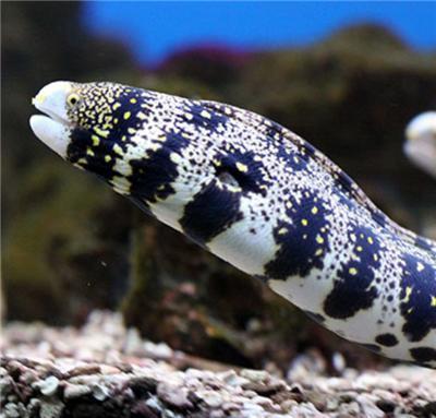 Read-a-Fish at the Aquarium NEMO Classroom Curriculum Guide Snowflake Eel Page A12 Habitat: 9. How does this fish use its mouth?