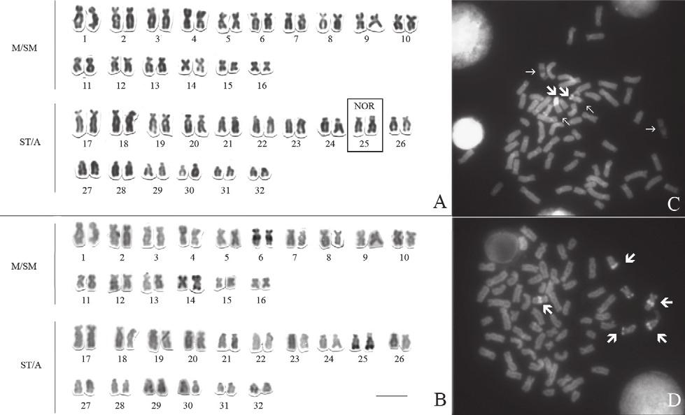 Karyotypic variation in, Amazon region 49 Fig. 2, a-d. Karyotype of sp. Xingu-1. a - Giemsa staining, showing the NOR-bearing pair. b - C- banded karyotype.