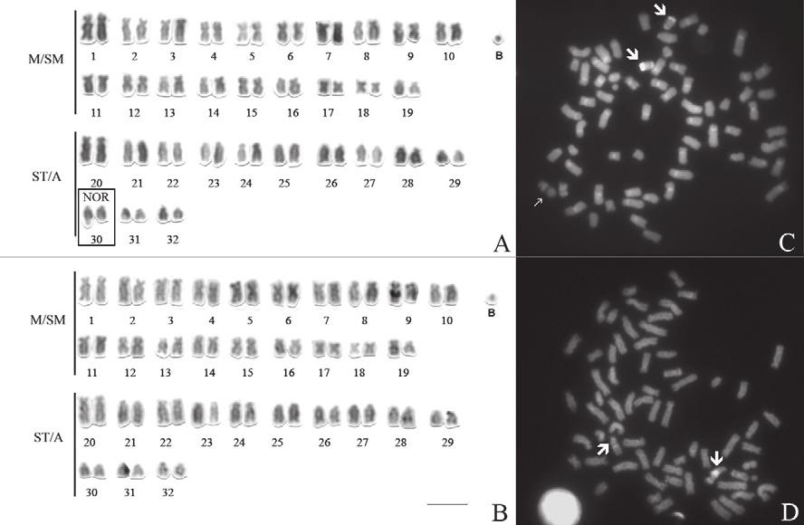 50 S.S.R. Milhomem at al. Fig. 4, a-d. Karyotype of sp. Xingu-3. a - Giemsa staining, showing the NOR-bearing pair (B represents the minichromosome). b - C-banded karyotype.