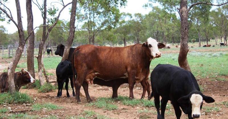 0 Killarney, AUGATHELLA PREMIER AUGATHELLA CATTLE COUNTRY - BREEDS, GROWS AND FATTENS 10,412.56 Hectares or 25,729 Acres plus approximately 5,000 acres of unfenced stock route. Freehold Title.