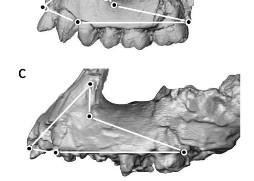 Haile-Salassie), and c, KNM-WT 40000 (left side of original, Kenyanthropus platyops).
