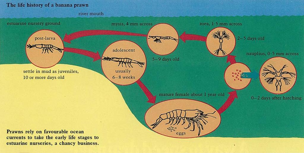 The modelling study also helps explain an observation made some years ago: that of all the penaeid prawns the species with mixed life cycles (part estuarine, part marine) experience the greatest