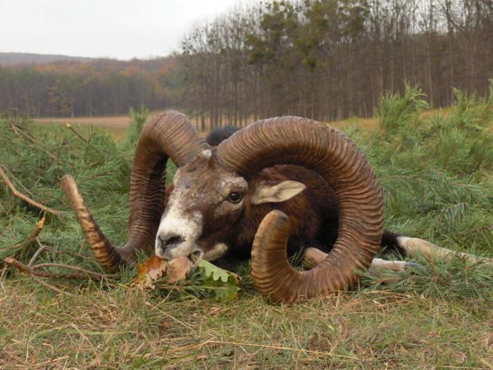ST HUBERTUS HUNTING TOURS 1 OFFER N. 11/2018 - PRE-BOOKING 2019 MOUFLON HUNTING IN SOUTHERN CZECH MEDAL TROPHIES BIG FENCED AREAS SIZING 2600 1300 AND 500 HECTARES Mouflon Ram Mr.