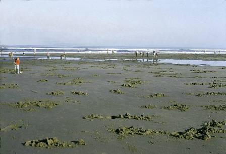 Recreational harvest on Clatsop Beach, June 2004 FISHERY SUMMARY Introduction The 18-mile stretch of shoreline, known as the Clatsop beaches, extends from the South Jetty of the Columbia River,