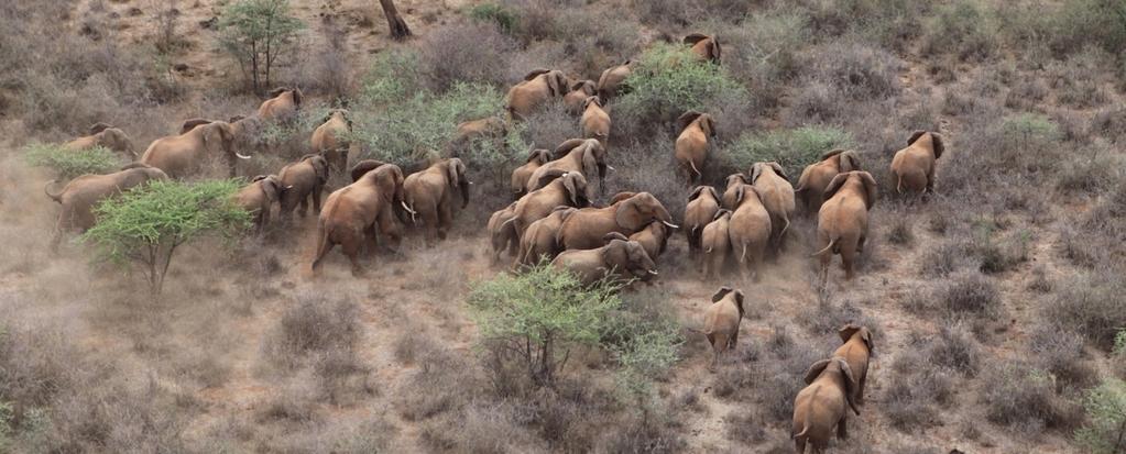 Elephant Monitoring: In 2016 we flew 56.71 hours monitoring MEP s 22 collared elephants and their respective herds.