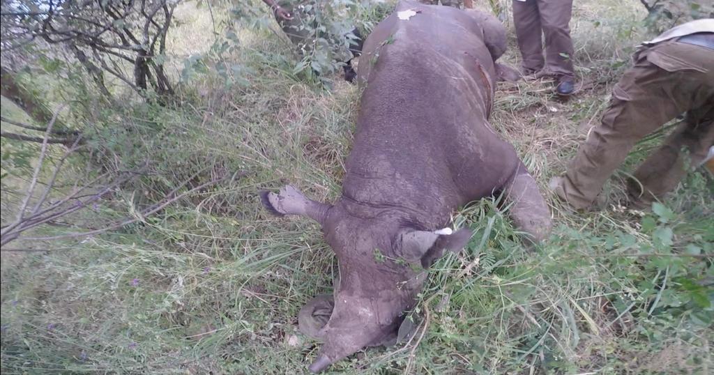 Treating an injured rhino in the Maasai Mara National Reserve.