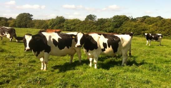 The herd comprises good predominately home bred dams which are showing good condition and size. Replacements are calved at approximately 2 ½ years. An all year round calving policy has been adopted.