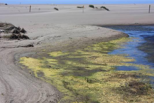Many of the C. h. siuslawensis were active on a mat of moist-to-dry algae near the water s edge, which was presumably deposited when the tide receded. C. oregona and C.