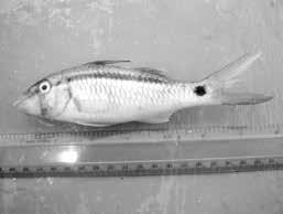 Kenya Past & Present ISSUE 39 Semicircle angelfish (Pomacanthus semicirculatus) Black spotted rubberlip (Plectorhynchus gaterinus) Powder blue surgeonfish (Acanthurus leucosternon) Band-dot goatfish