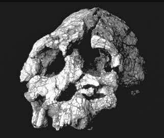 Kenya Past & Present ISSUE 39 Kenyanthropus platyops,the flat-faced man from Kenya, discovered by Meave Leakey and her team on the western side of Lake Turkana, has been dated to 3.5 million years.