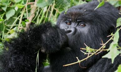 Once you reach the gorillas, you can spend an hour with them and be back at