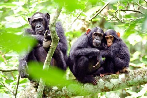 The chimps are very mobile and viewing them can be a bit unpredictable but the tracking itself is already worthwhile.