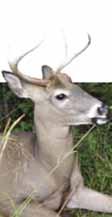 Deer Hunting Deer Check Stations Hometown Butcher in Howell, 967 Rt. 524 (Adelphia-Farmingdale Rd), Adelphia, (732) 462-8149 L & H Woods & Water, 2045 Rt. 35, Wall, (732) 282-1812 Morris County Mt.