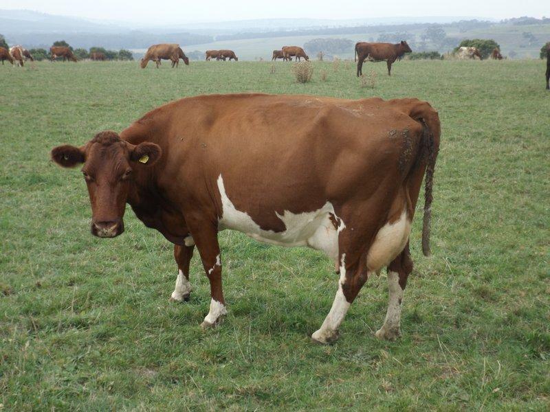 Auzred Xb Team 2015 Elite Young Aussie Red Sires Bred for Australia, to excel under Australian pasture base dairying conditions Auzred Xb s Team 2015 offers 5 new Elite Young Aussie Red Sires.