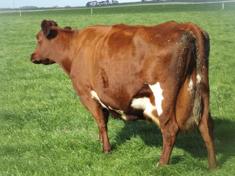 8%, ICCC 74 Components, Production, Type and Longevity are features of this Elite young sire s pedigree Dam of Red Mile AXBMt Schank ( VR Cigar x ARBLippman) NASIS: 05UUK05 Bull Id: AXBMTSCHANK Sire: