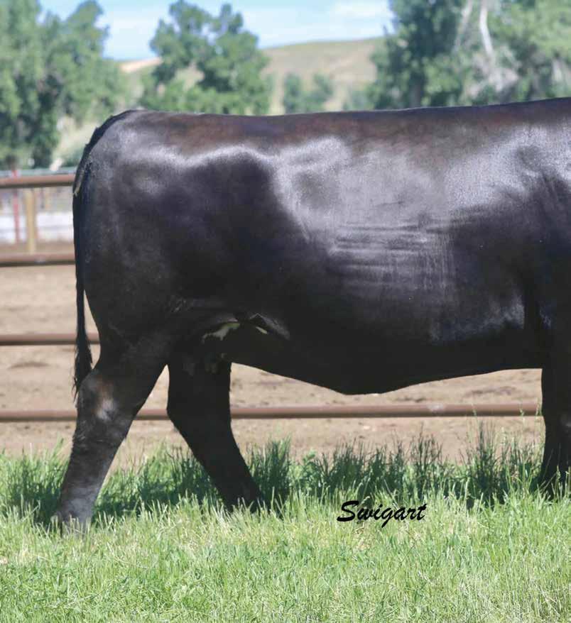 Rita 695 Selling full interest in Rita 695 the featured donor in the joint embryo programs of XL and Angus Hill who combines the Express Ranches and BoBo Angus sire, Upshot with the $3.