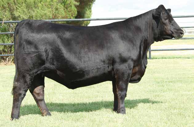 Breed Leading Genetics 10 XLAR Lady 8111 Wilks Lady 5180 / A breed leading daughter of this growth leader sells as Lot 10.