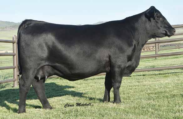 Isabel 8052 13 Baldridge Isabel B081 / A daughter of this Deer Valley Farm and Boyd Beef foundation Isabel sells as Lot 13.